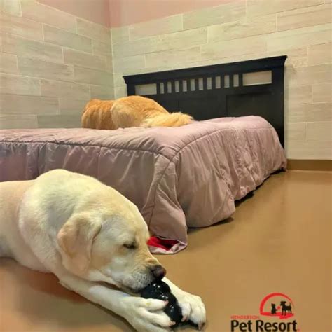 pet boarding henderson